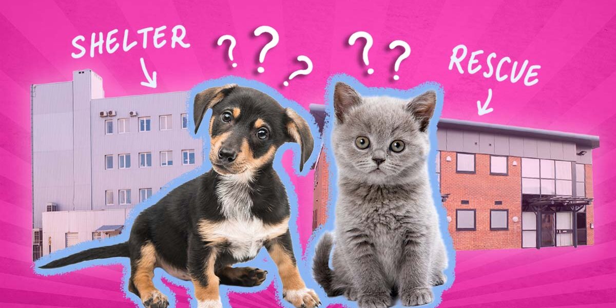 Animal rescues and 2024 shelters near me