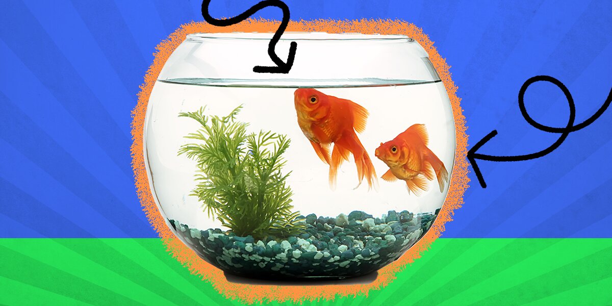 Different goldfish best sale