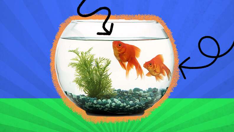 Types Of Goldfish: 16 Varieties For People Who Love Pet Fish