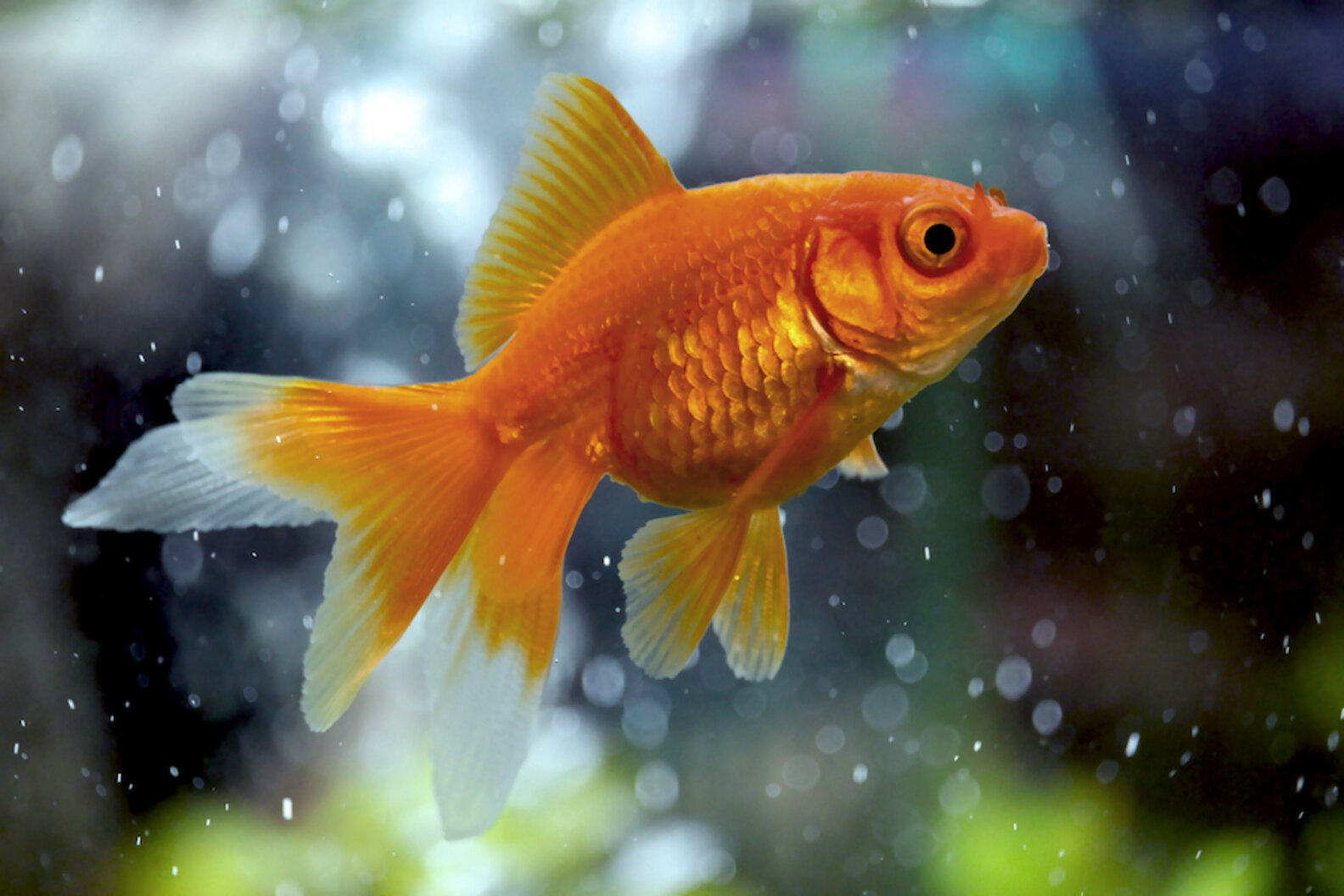 Types Of Goldfish: 16 Varieties For People Who Love Pet Fish - DodoWell ...