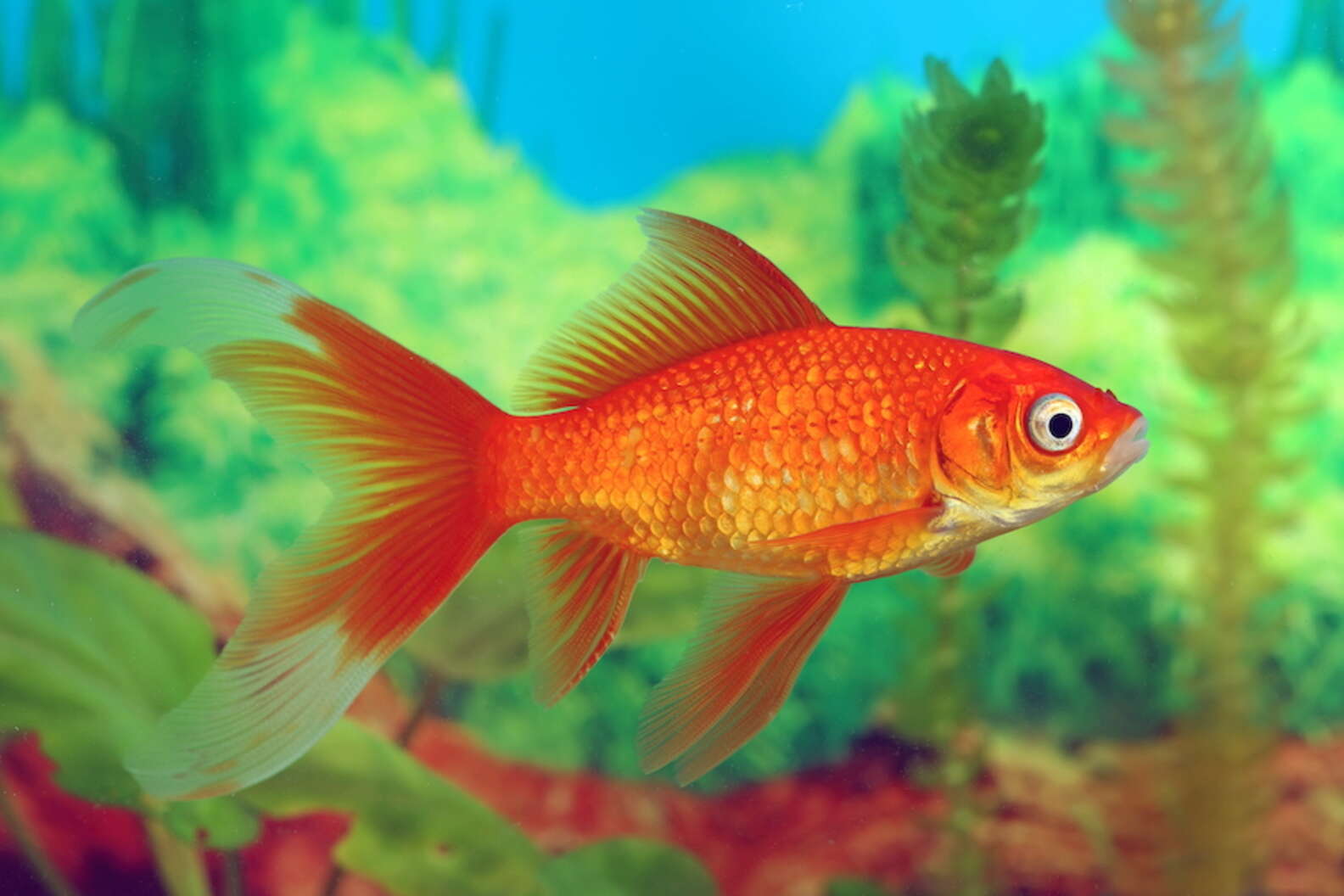 Types Of Goldfish: 16 Varieties For People Who Love Pet Fish - DodoWell ...