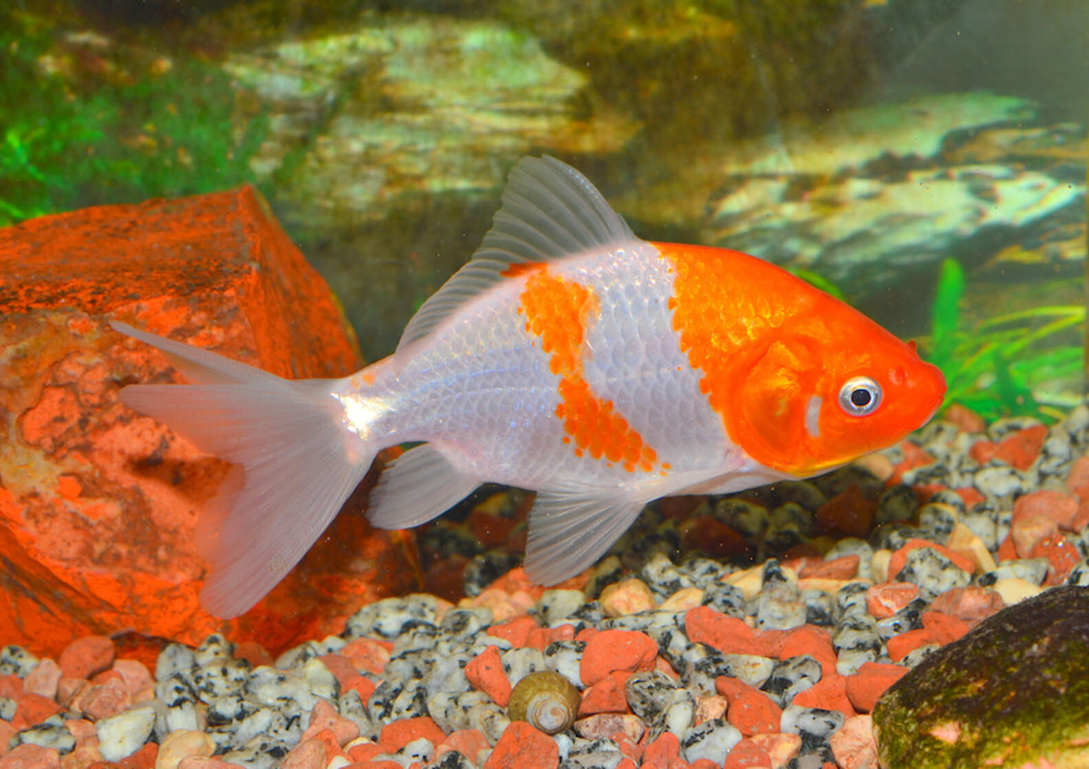 Golden Color Fish Types Of Goldfish: 16 Varieties For People Who Love Pet Fish - DodoWell ...