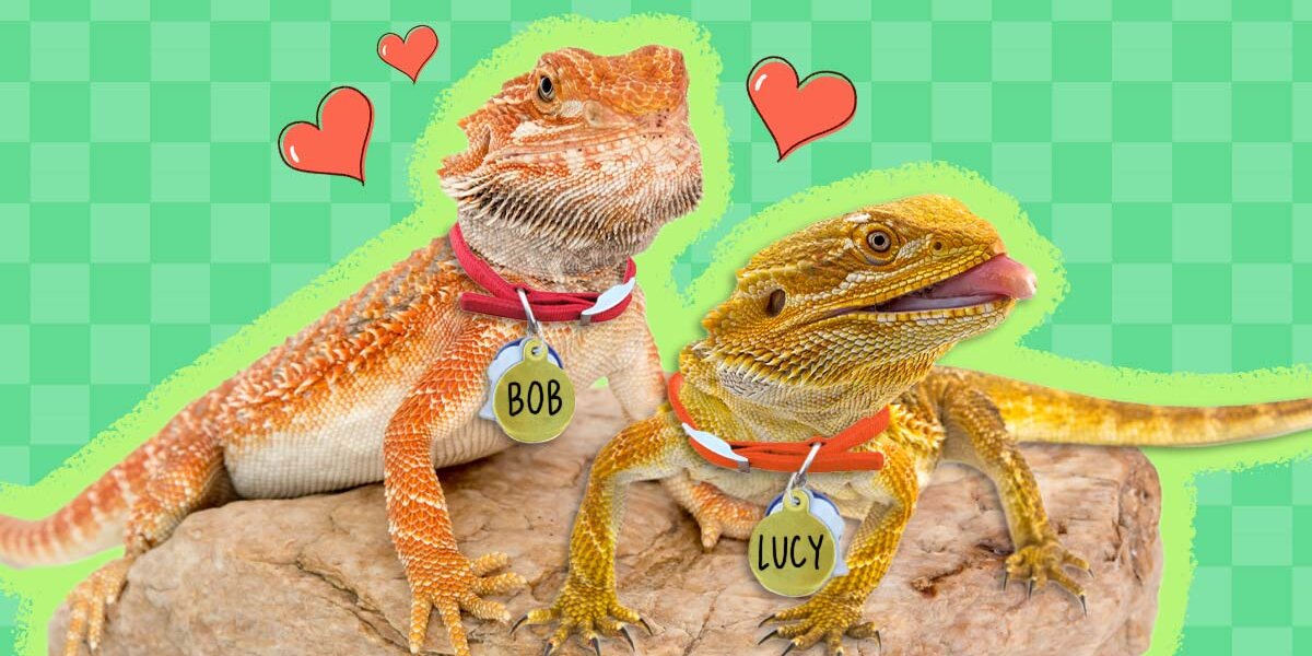 Funny bearded dragon discount videos