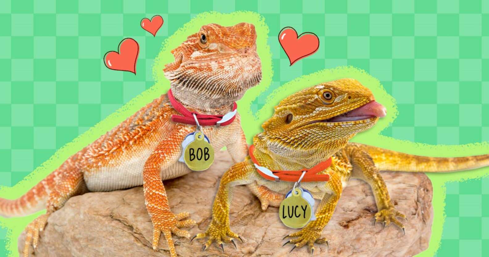 80-bearded-dragon-names-for-your-favorite-lizard-dodowell-the-dodo