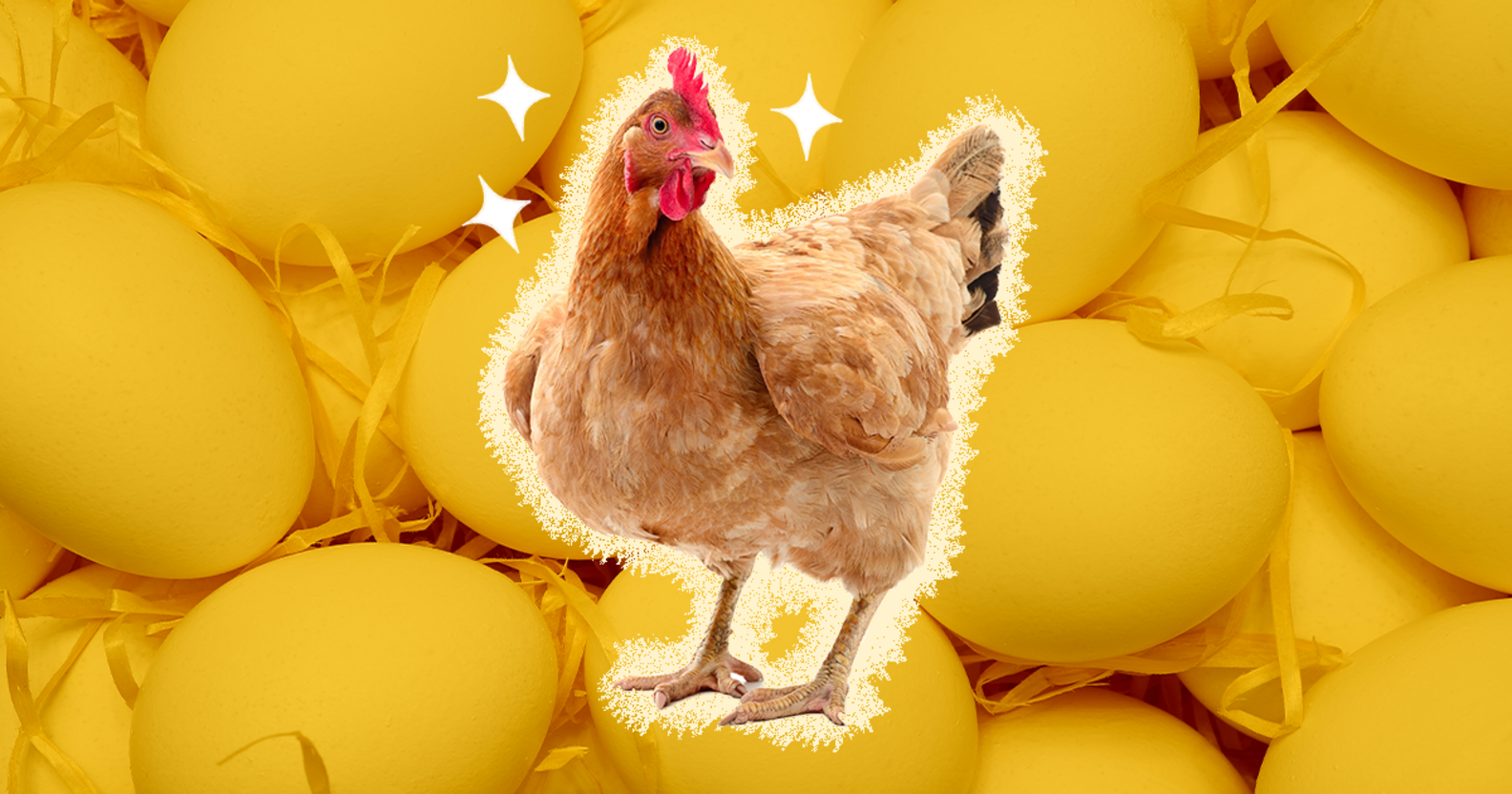 25+ Chicken Jokes That Are Actually Pretty Funny DodoWell The Dodo