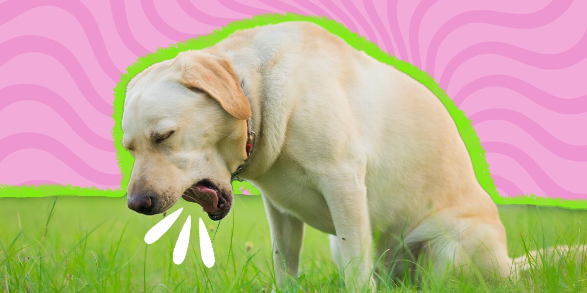 Signs that a dog is deals choking