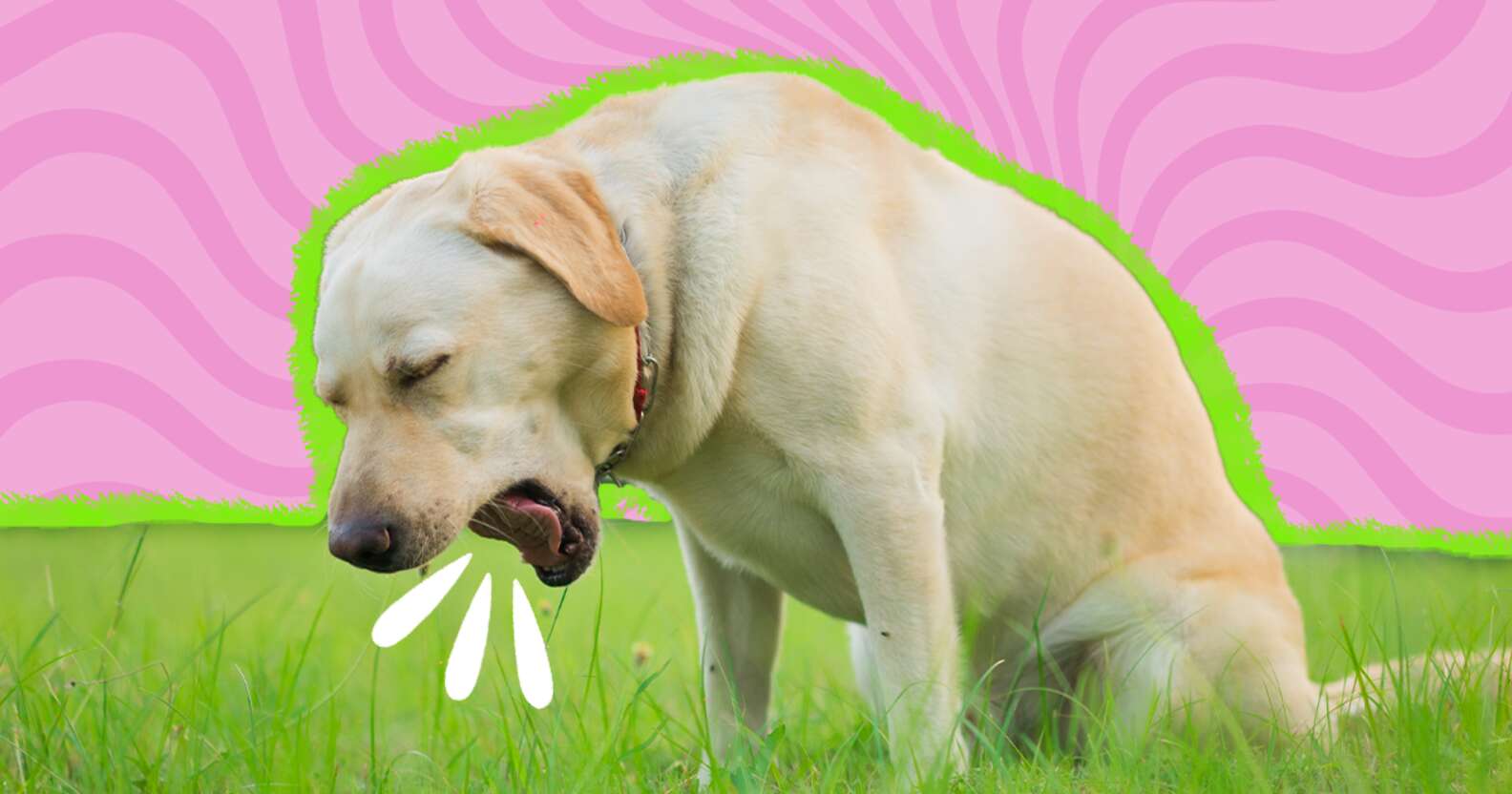 Choking In Dogs photo