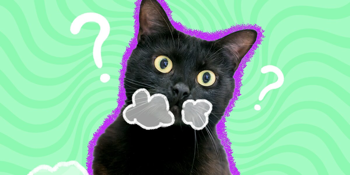 Cat Throwing Up White Foam A Vet Explains Possible Causes