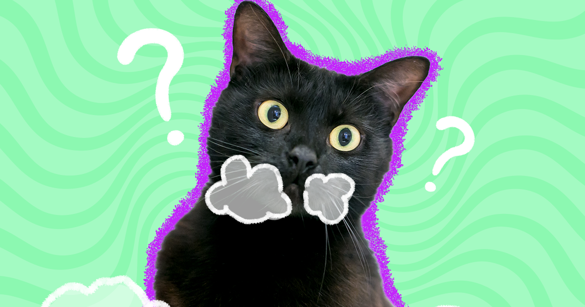 Why Did My Cat Throw Up White Foam? 8 Likely Reasons - Catster