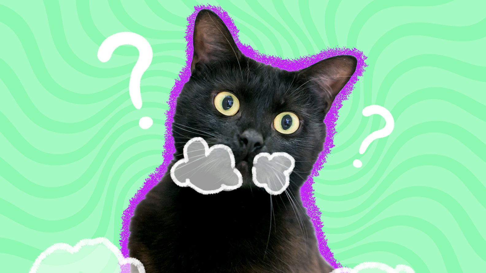 Cat Throwing Up White Foam? A Vet Explains Possible Causes DodoWell