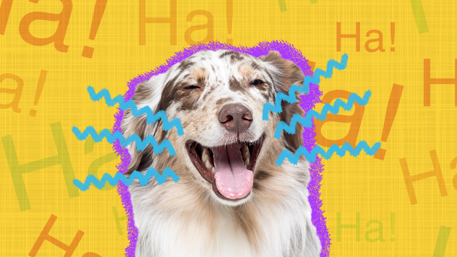 Are Dogs Funnier Than Cats? Here’s What Science And Pet Parents Have To