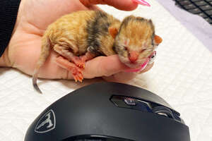 newborn kitten next to keyboard mouse and is smaller