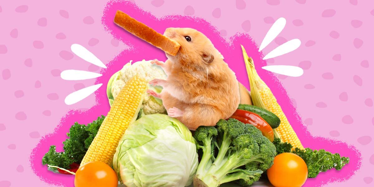 Hamster foods hot sale they can eat