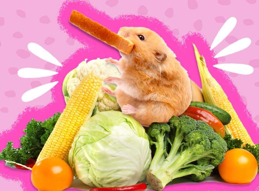 What Do Hamsters Eat 11 Safe Foods And 7 Foods To Avoid