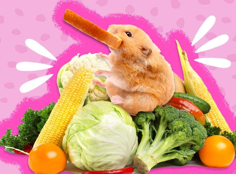 Can you give a best sale hamster lettuce