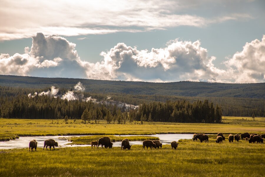 Yellowstone National Park Announces Reopening and New Entry Rules