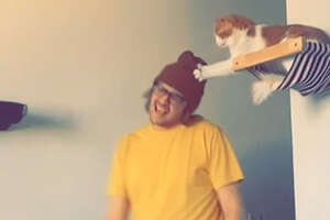 cat high up on a hammock grabbing persons hat