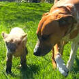 dog and lamb walking together in grass