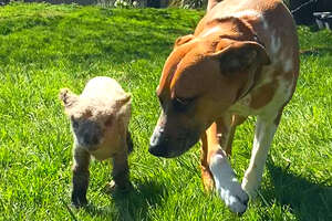 dog and lamb walking together in grass