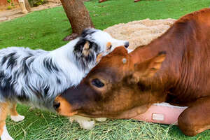 dog and calf cuddling on grass