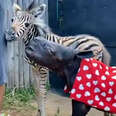 rhino in red bath towel and a zebra