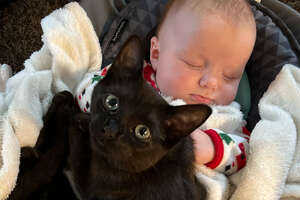 Kitten Gets Caught On Baby Cam Sneaking Into Her Sister's Crib For A Snuggle ❤️