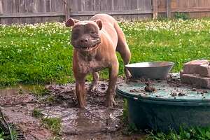 brown pit bull in outdoor garden