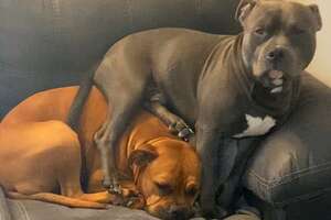 pit bull sitting on top of another dog on a couch