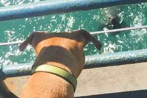 pit bull at the pier staring at sea lions in the water