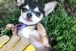 chihuahua laying in grass getting a belly rub