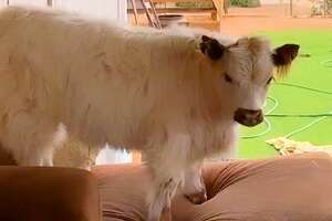 furry white cow standing on couch