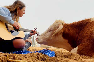 woman playing guitar for a cow