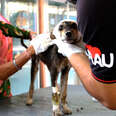 puppy in bandages getting care