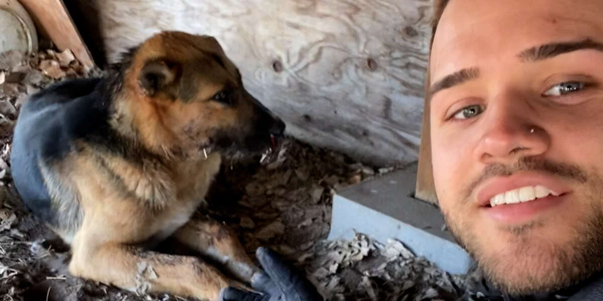 Dog Stuck Under Deck With Porcupine Quills On His Face Looks So
