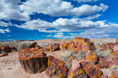 Petrified wood at the badlands of the Petrified Forest National Park