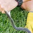 snake biting a mans hand