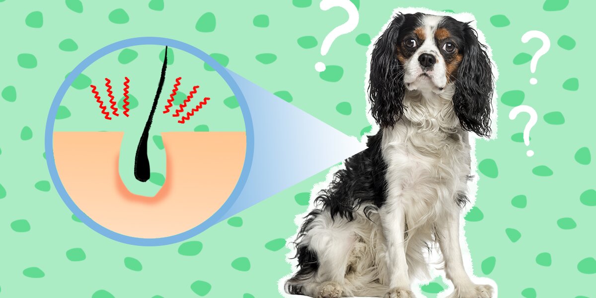 Dog top folliculitis treatment