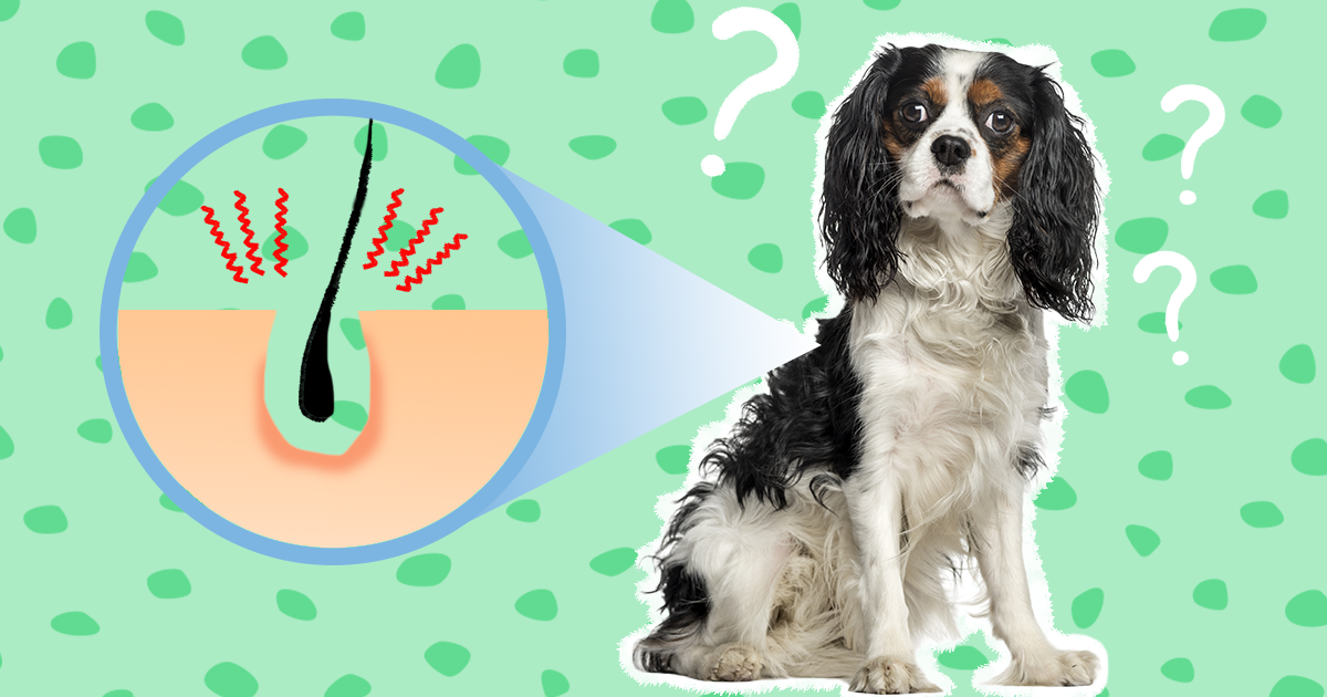 Dog shop folliculitis antibiotic