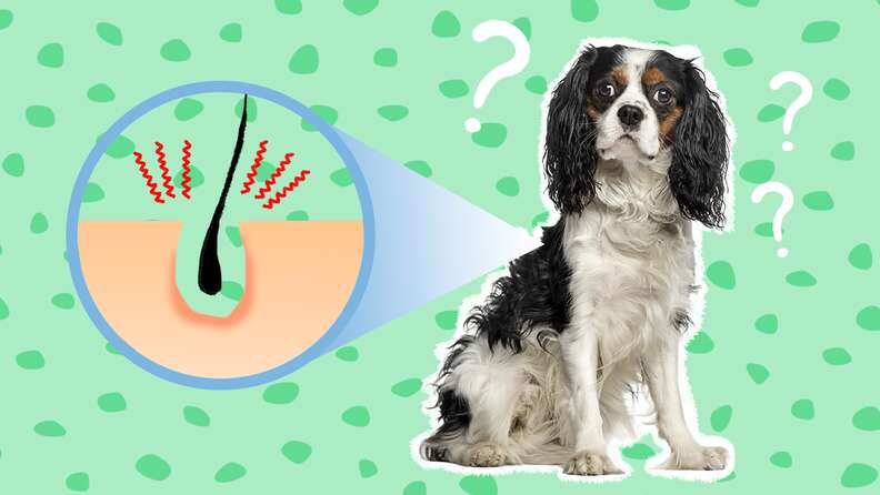 Folliculitis In Dogs Causes Symptoms And Treatment DodoWell