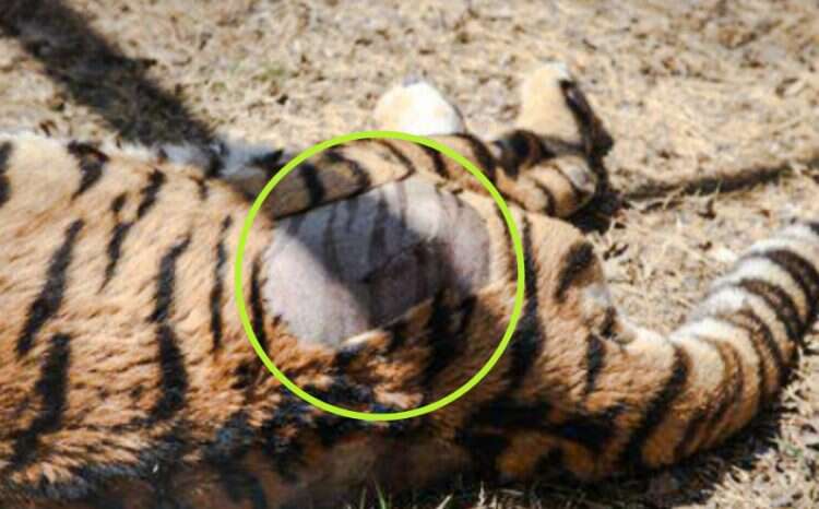 tiger's striped skin