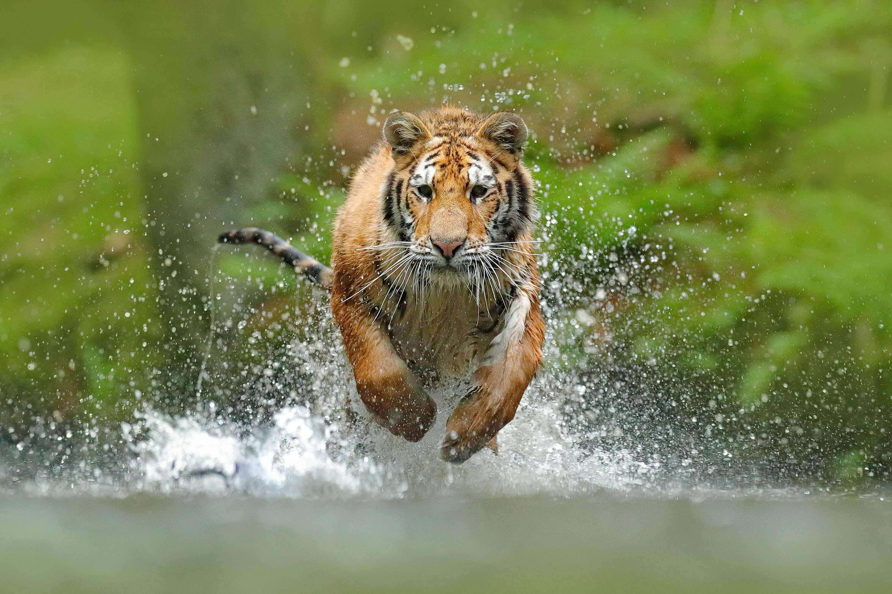 tiger leaping through water