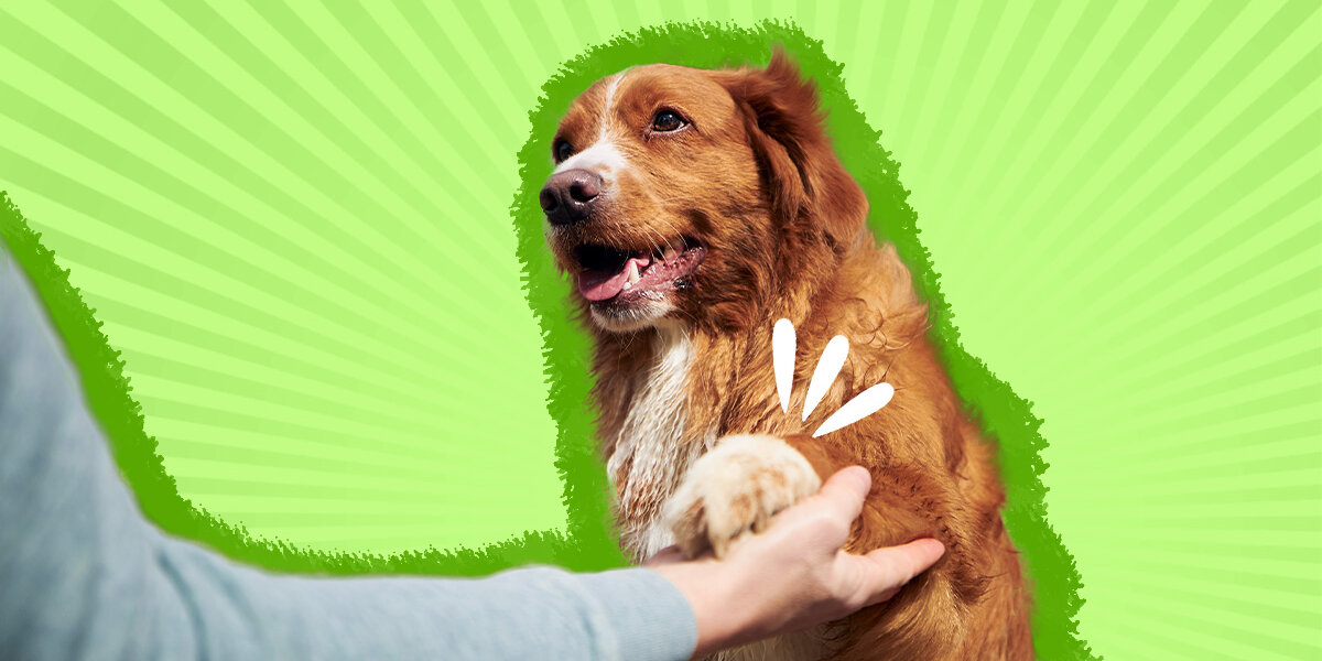 Why Does My Dog Put His Paw On Me? An Expert Explains This Behavior -  DodoWell - The Dodo