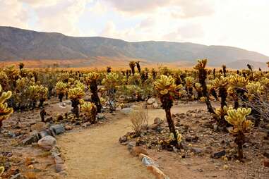 crop;webp=auto;jpeg quality=60 joshua tree national park Palm Springs Real Estate