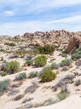 Your Guide to the Beautifully Bizarre Joshua Tree National Park