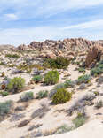 Joshua Tree National Park