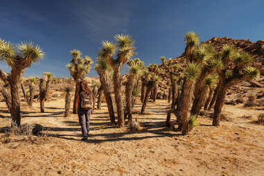 crop;webp=auto;jpeg quality=60 joshua tree national park Palm Springs Real Estate