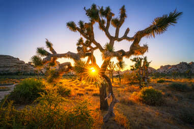 crop;webp=auto;jpeg quality=60 joshua tree national park Palm Springs Real Estate