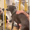 Sweet Dog Makes It His Mission To Cheer Up Every Commuter On Train