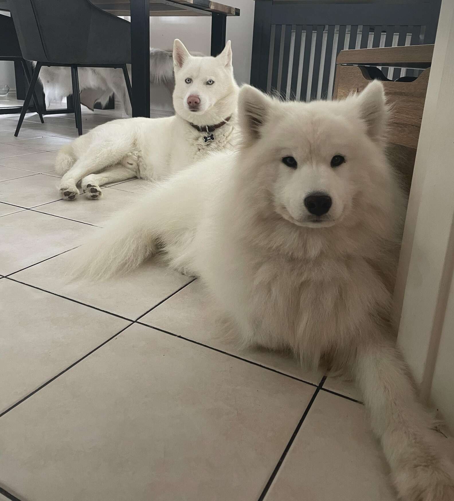 Senior Dog Turns Into A Puppy The Moment He Meets His Retirement Buddy ...