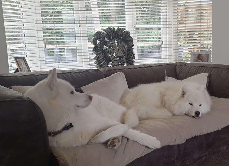 Senior Dog Turns Into A Puppy The Moment He Meets His Retirement Buddy ...